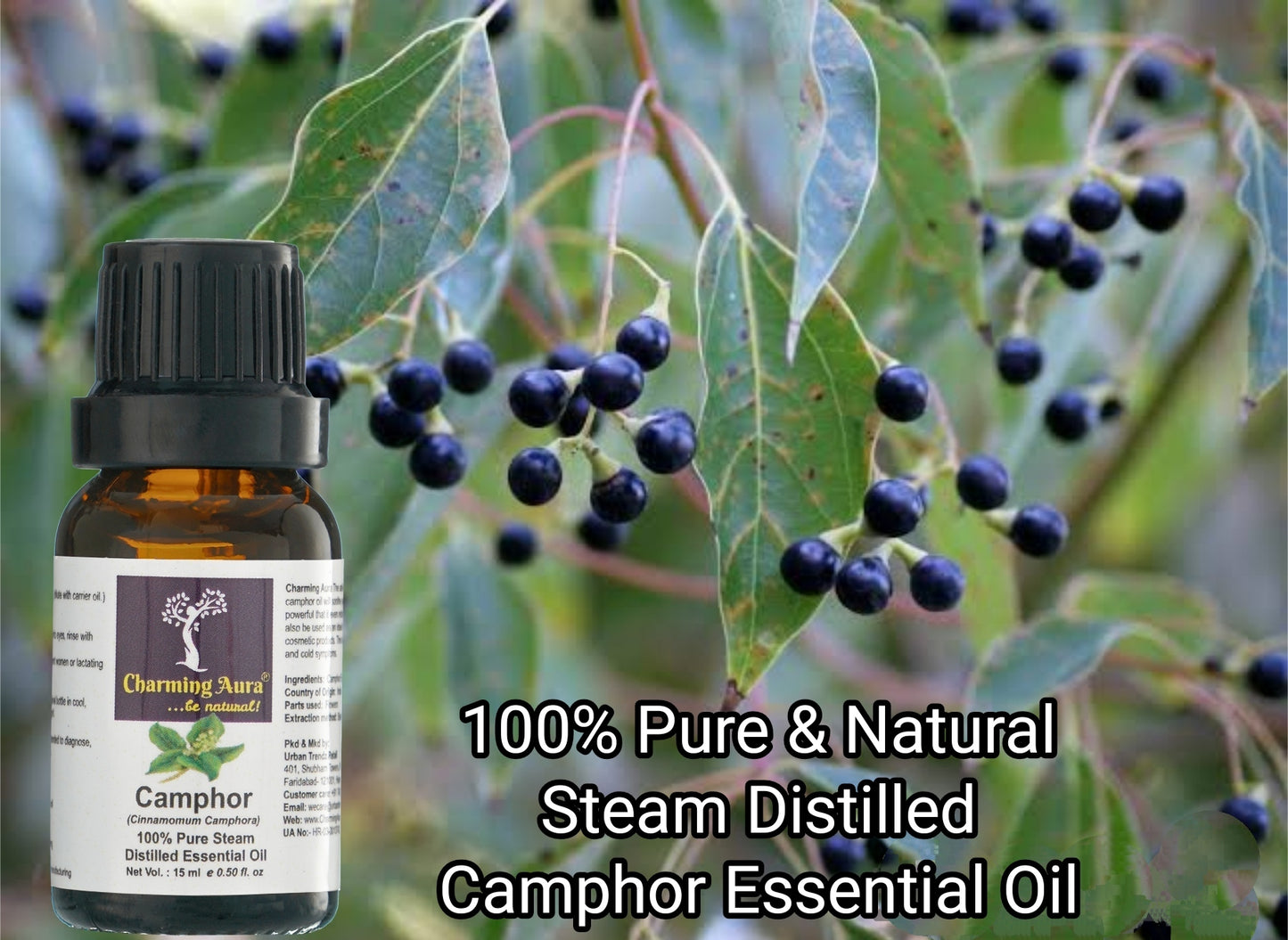 Camphor Essential Oil