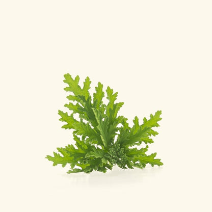 Citronella Organic Essential Oil