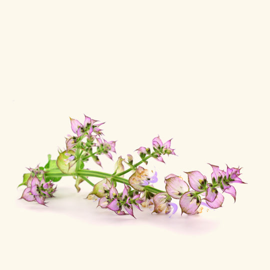 Clary Sage Essential Oil