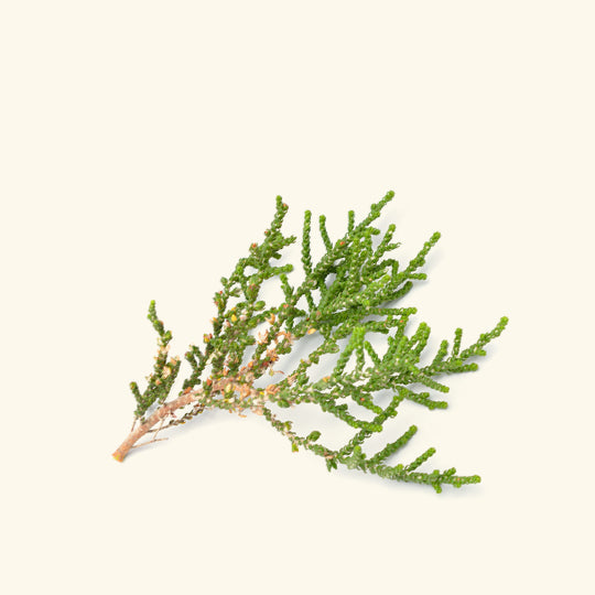 Cypress Essential Oil