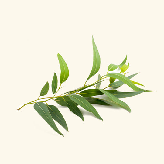 Eucalyptus (Globulus) Essential Oil