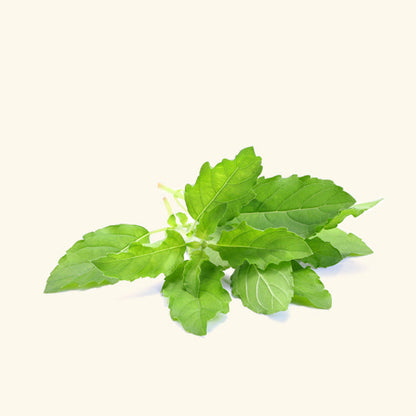 Holy Basil Essential Oil