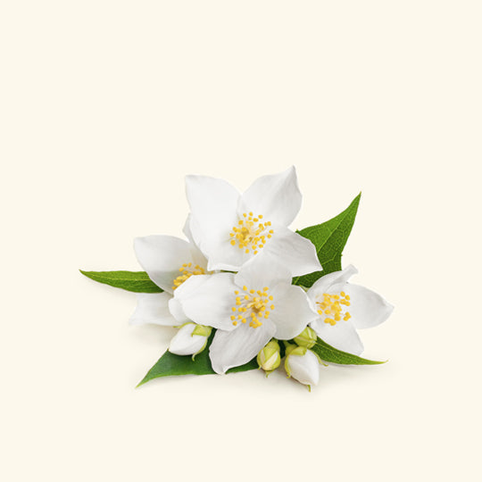 Jasmine Essential Oil