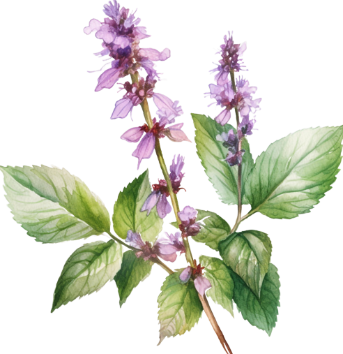 Patchouli Essential Oil