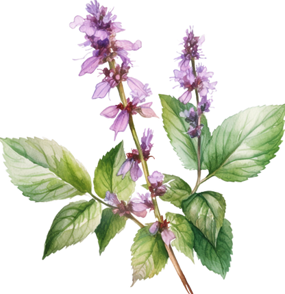 Patchouli Essential Oil