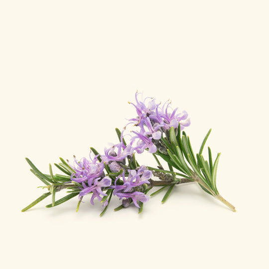 Rosemary Essential Oil