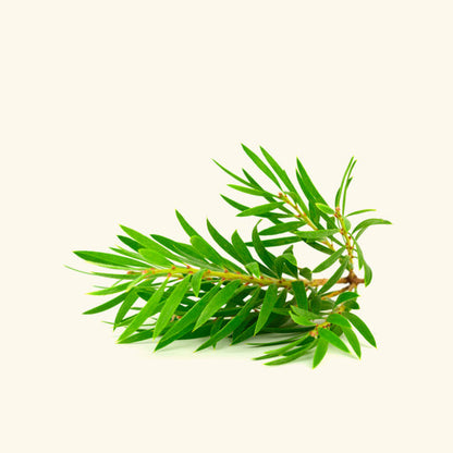 Tea Tree Essential Oil