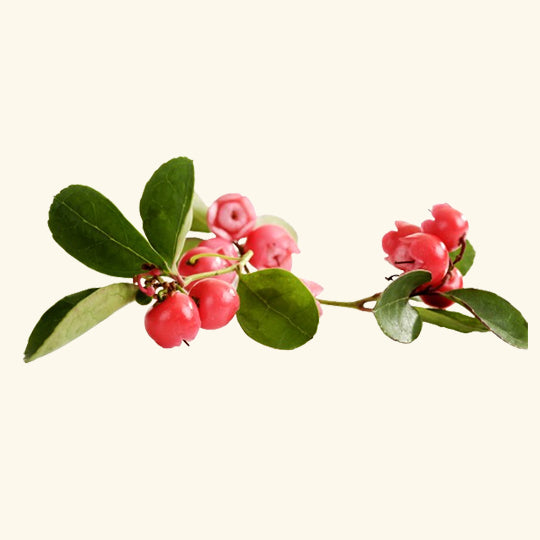 Wintergreen Essential Oil