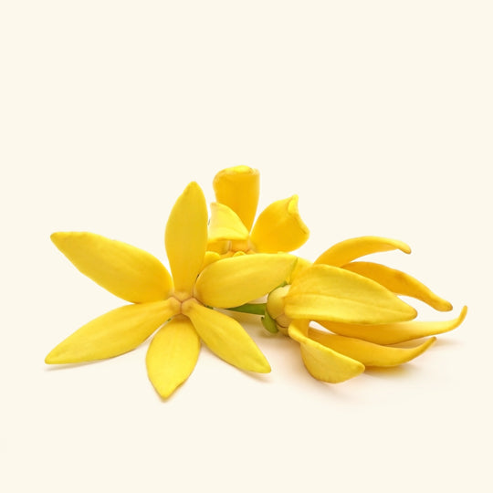 Ylang Ylang Essential Oil