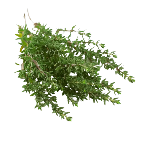 Thyme Essential Oil