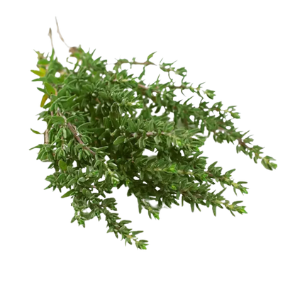 Thyme Essential Oil